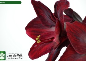 hippeastrum Carmen (3)